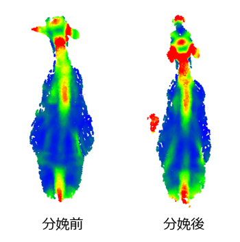 母牛の分娩前後の体型比較