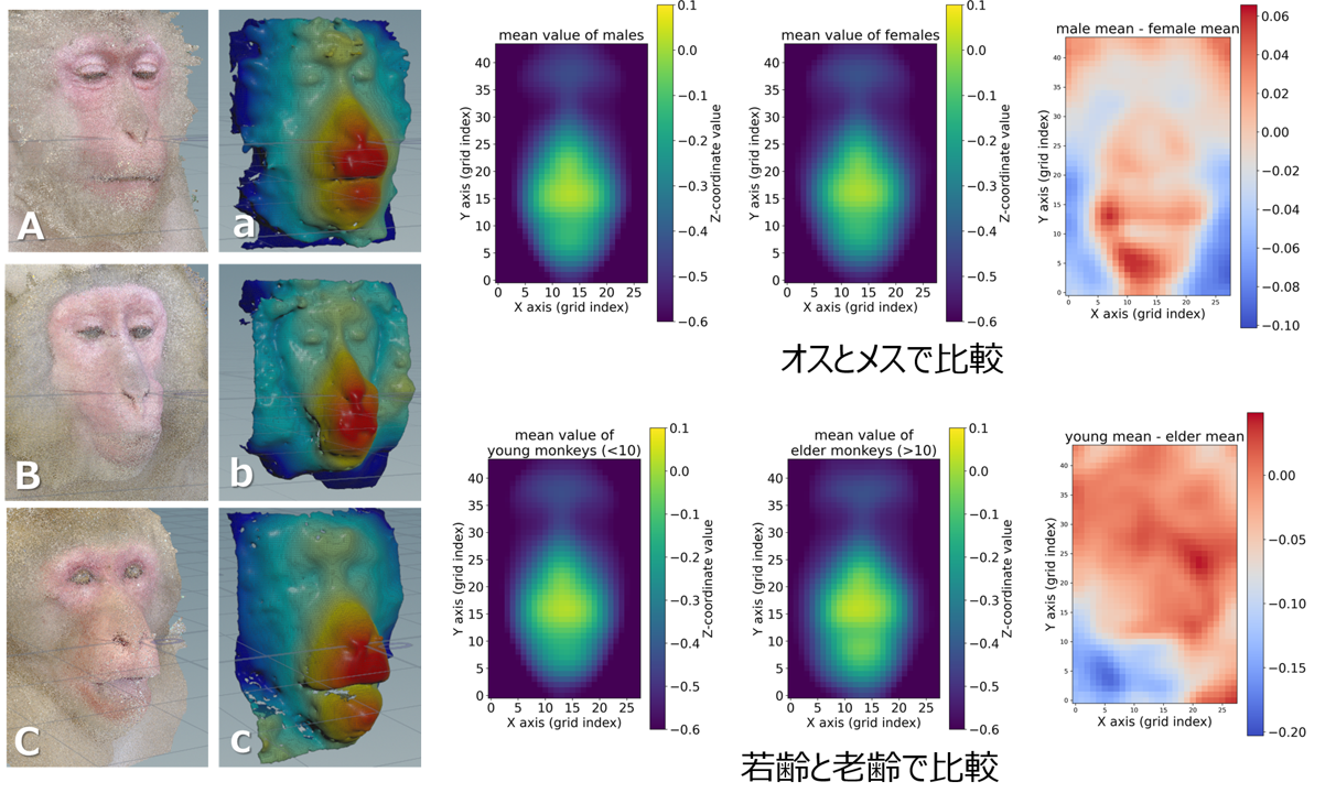 ニホンザルの顔の３次元解析