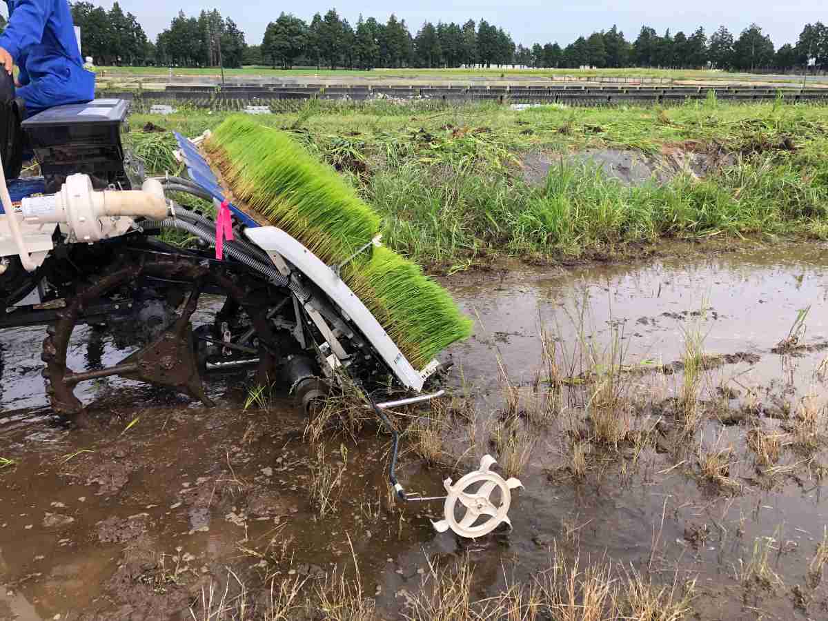 有機水稲田植え